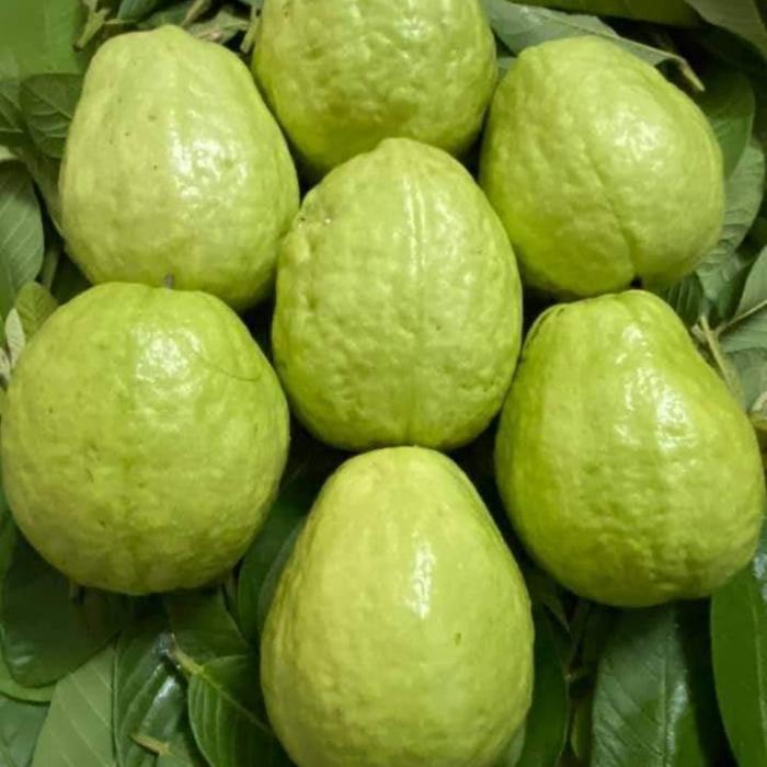 Ổi Mai Sinh